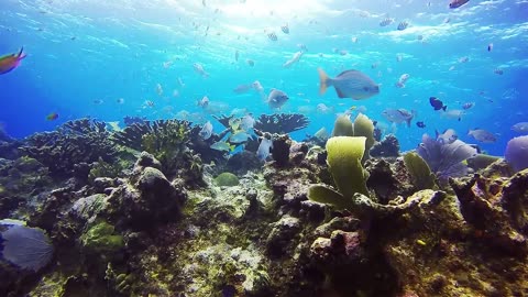 4k_The most beautiful Coral reefs and undersea creatures on earth