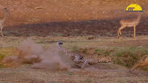 Gazelle Takes Down a Cheetah With Horns, Lion Hunt Preys Fail