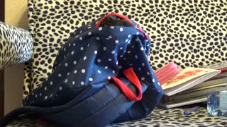 Cheeky Cat Jumps Out Of Backpack Funny Reaction