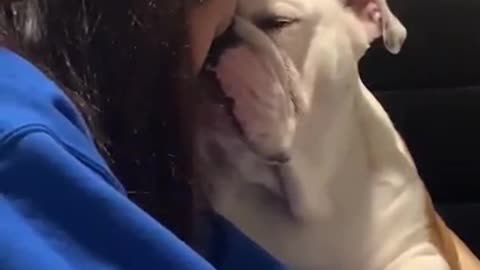 Bulldog apologizes to girl for biting slipper, dog love offer, love, funny top video