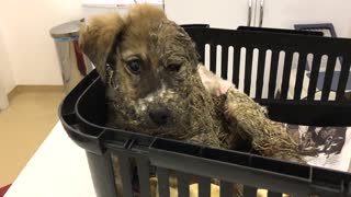 Cruel individuals attempt to drown puppy in glue - rescuers save him just in time!