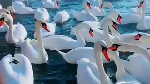 Cute Snow White Flock of Swans #shorts #viral #shortsvideo #video