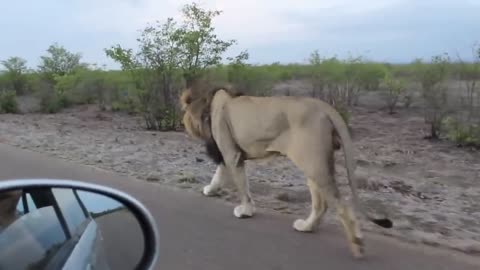 lion video