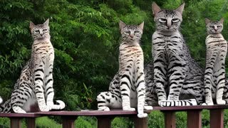 WORLD'S TALLEST CATS