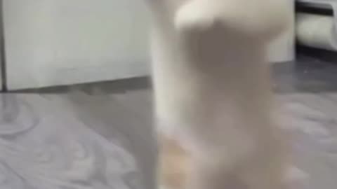 Dancing kitty