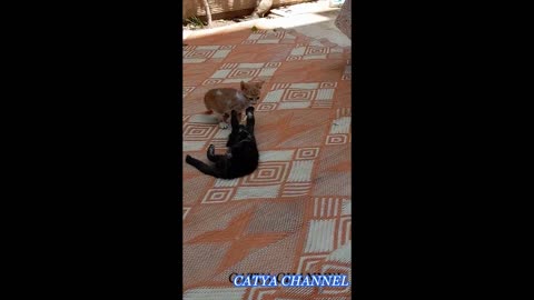 Cat War Round 1