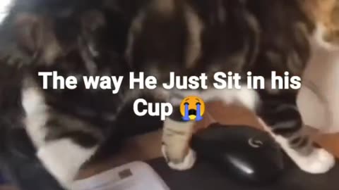 Solo cup kitty