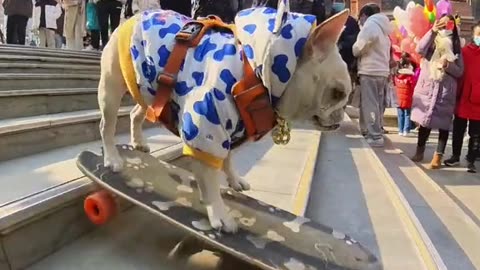 French Bulldog playing skateboard