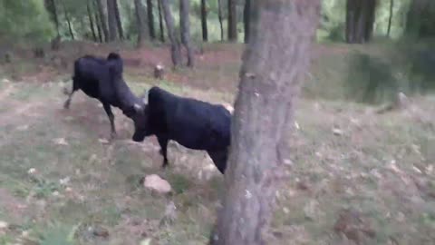 Short and Omg Ox Fighting Bulls Stink || Dangerous Action Fith Ox || wocy || गोरु जुढाइ