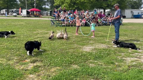 Border Collies Herd Ducks Through Hula Hoop