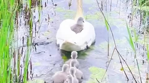 Isn’t the baby on the swan’s mother’s back the happiest