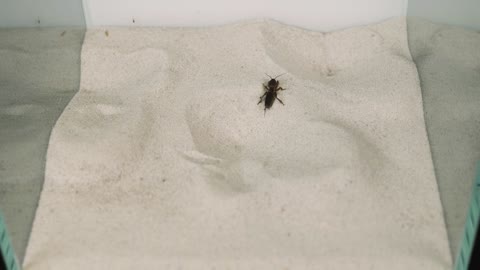 THE BRUTAL BATTLE OF THREE ANT LIONS AND TWO MOLE CRICKETS ! [Live feeding!]-19
