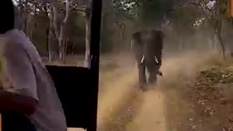 Top 17 Elephant attack