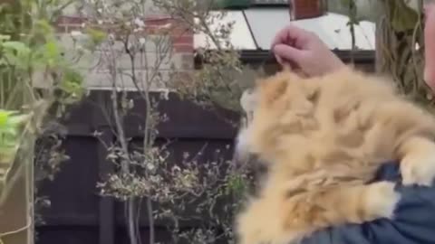 Man leaves out his cat's hair for the birds to use for their nests