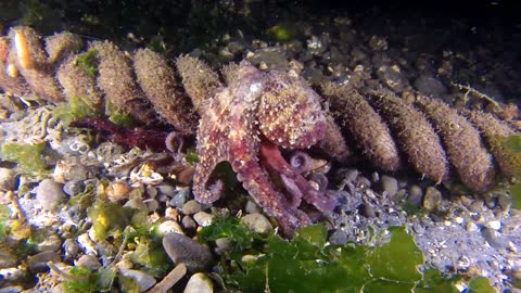 Red Head Octopus Suspicious Movement Between water rocks