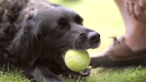 Learning about Dog Facts for Kids