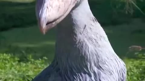 Dinosaur Bird real footage