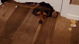 Hound Dog Attempts To Literally Chew His Way Through Bathroom Door