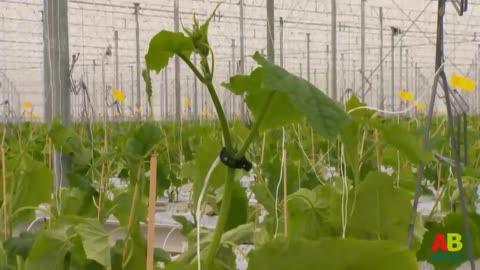 "Growing 69 Million Cucumbers in a Greenhouse and Harvesting with Modern Agriculture Technology"