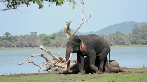 Tusk Elephant's Strange Behavior With Its Rival