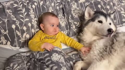Husky Thinks My Baby Is Her Puppy!!😭.