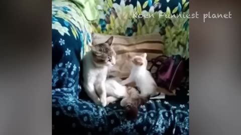 Funny_Dogs_And_Cats_Videos_2023_😅