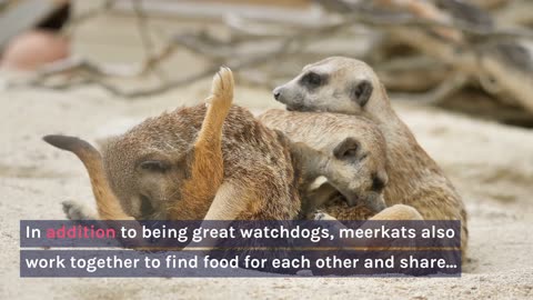 Meerkats