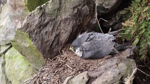 Peregrine Falcon Nesting 4k HQ