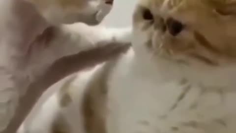 Cute Kitten Funny Video Clip