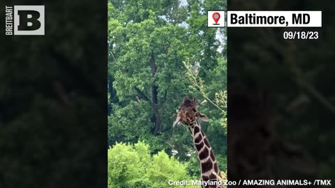 HYDRATION STATION! Caesar the Giraffe Catches Raindrops on Tongue in Baltimore Zoo