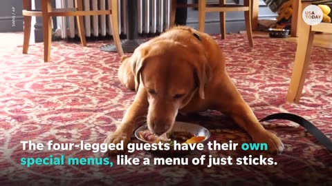 Belly up to the bar with your furry friend at this dog-friendly pub | USA TODAY