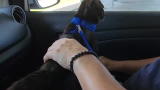 Cat Going For a Ride in the Car