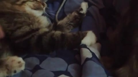 CatDaddy does not enjoy massage