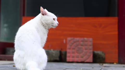 A cat as white as snow