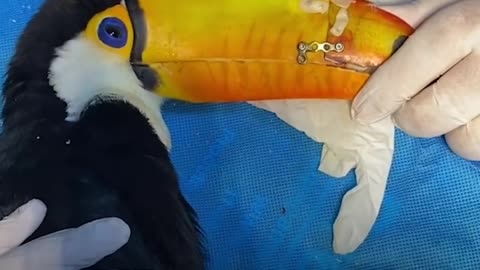 This Toucan's beak was repaired with a 3d printed replacement.