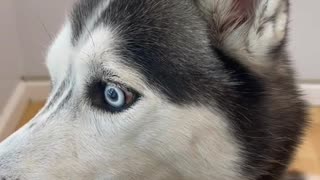 Smart husky so smart with blue eyes so sweet