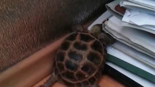 Turtle - climber!