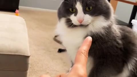 Rude Cute Cat Hitting Owner's Hand