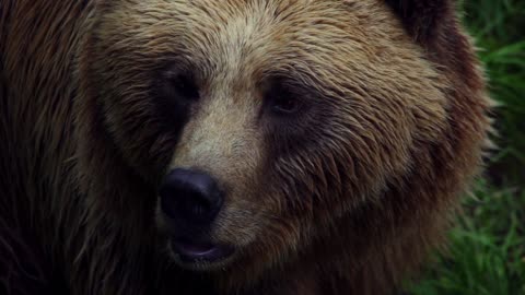 bear-brown-bear-nature-wildlife