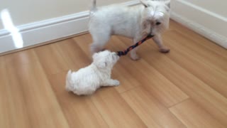 Ambitious puppy challenges bigger dog to tug-of-war