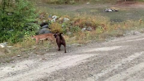 GRAPHIC CONTENT - Man Kills Cougar Defending dog