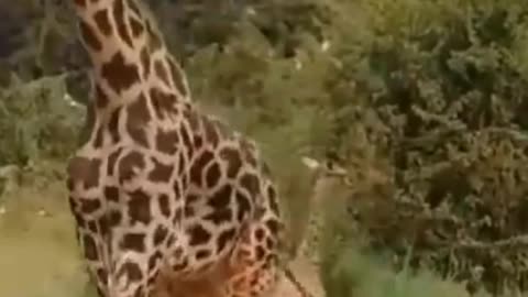 mother giraffe vs herd of lions