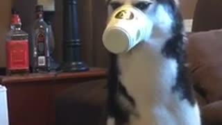 Husky loves ice cream, gets cup stuck on snout
