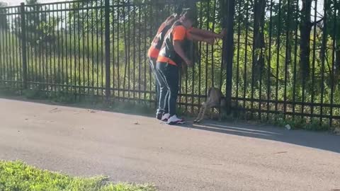 Group of Motorcyclists Save Three Baby Deer Stuck in Fence