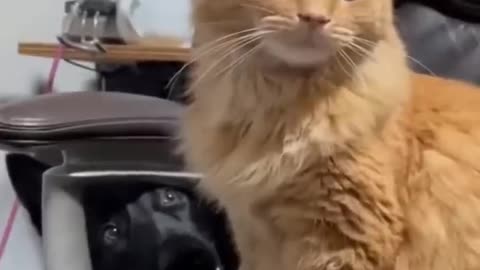 Cute Cat & Dog video