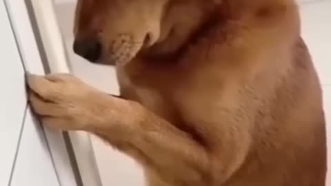 dog funny reel