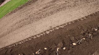 Prepper's Potato Garden