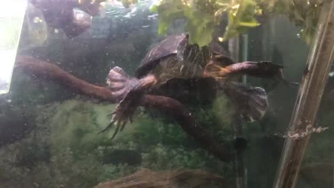 Frank the Turtle eating kale