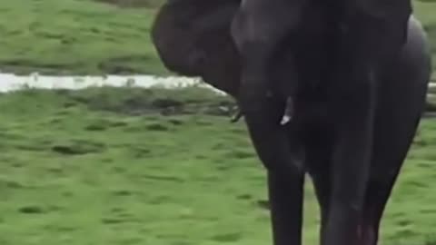Elephant Gives Birth in The Wild #shorts #shortvideo #youtubeshorts #video #virals