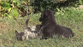 Beautiful dog and cat playing